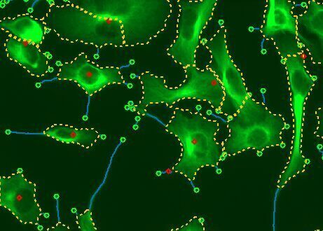 Fluorescently Labeled Cells